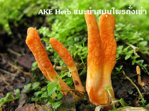 AKE Herb عö  Ѵ˹¶ʡѴè껫 299  48 绫 Ҥ 1000 ҷ
Դ觫 AKE Herb ҹ
ҧŹ ʹ : ake007online  087 7069007